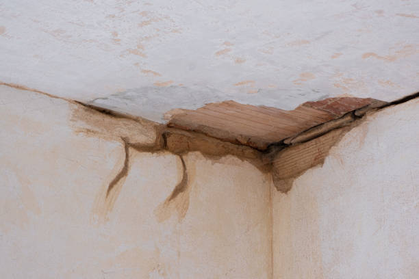 Best Professional water damage repair  in Dresden, TN